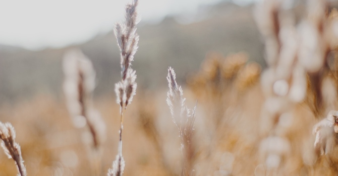 Relationship Counselling: Strengthen Your Connection and Rebuild Trust